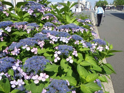 会社および西横浜駅周辺清掃活動(2019年6月)