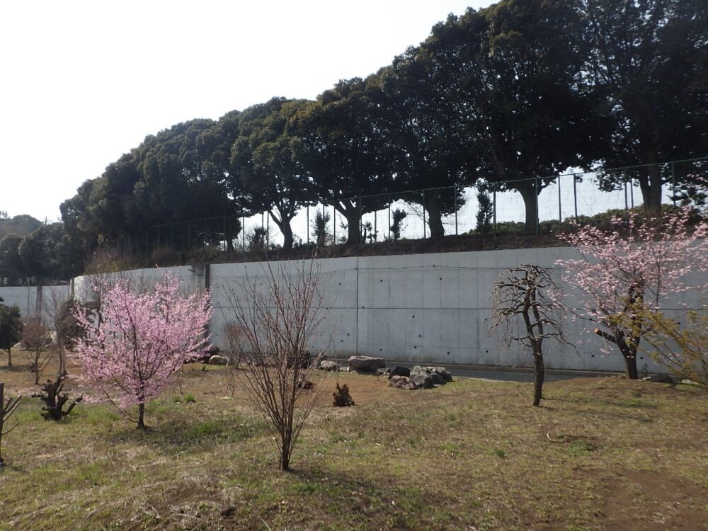 令和3年度 旭高校擁壁改修工事(Ⅲ期)